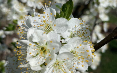 Qigong im Kulturgarten Lyss